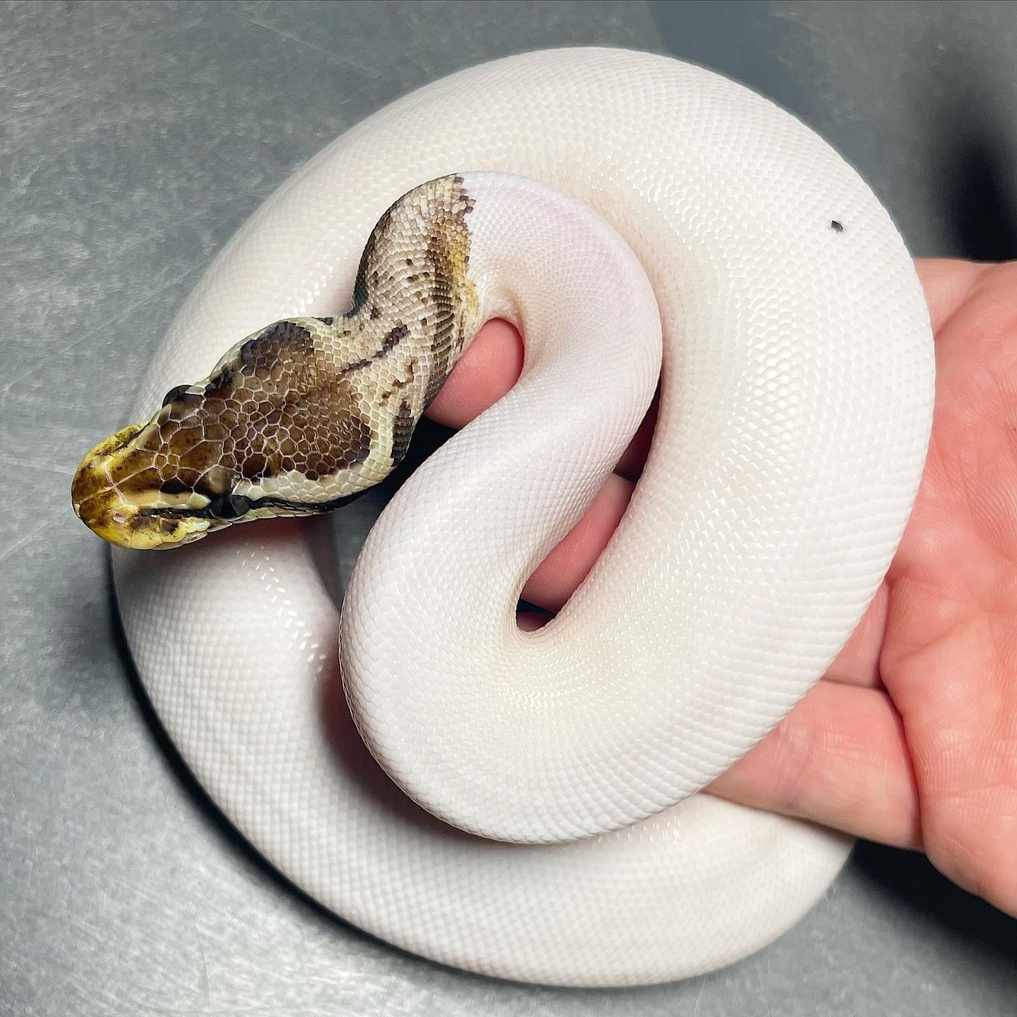 (Super) Leopard HRA Pastel Pied DOT MATRIX Bloodline Female Ball Python