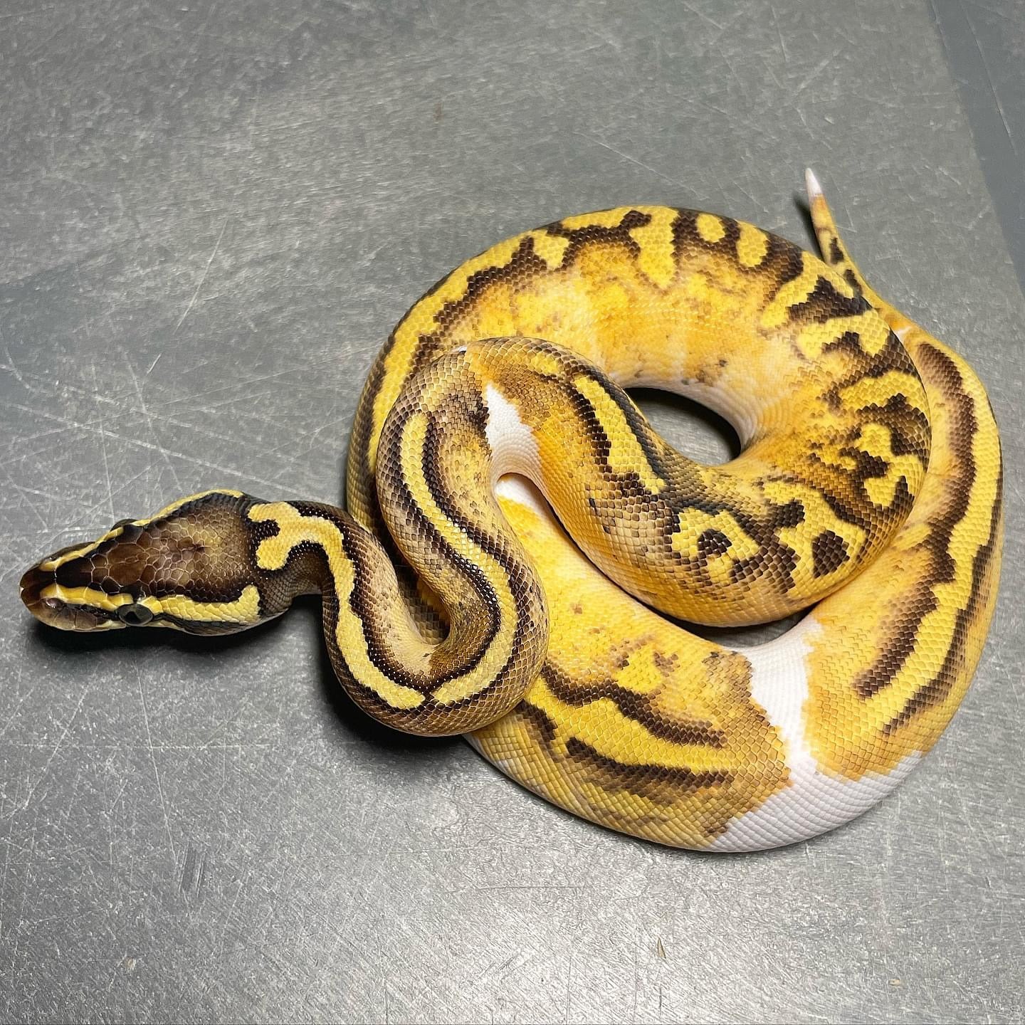 Enchi Killer Pied Female Ball Python