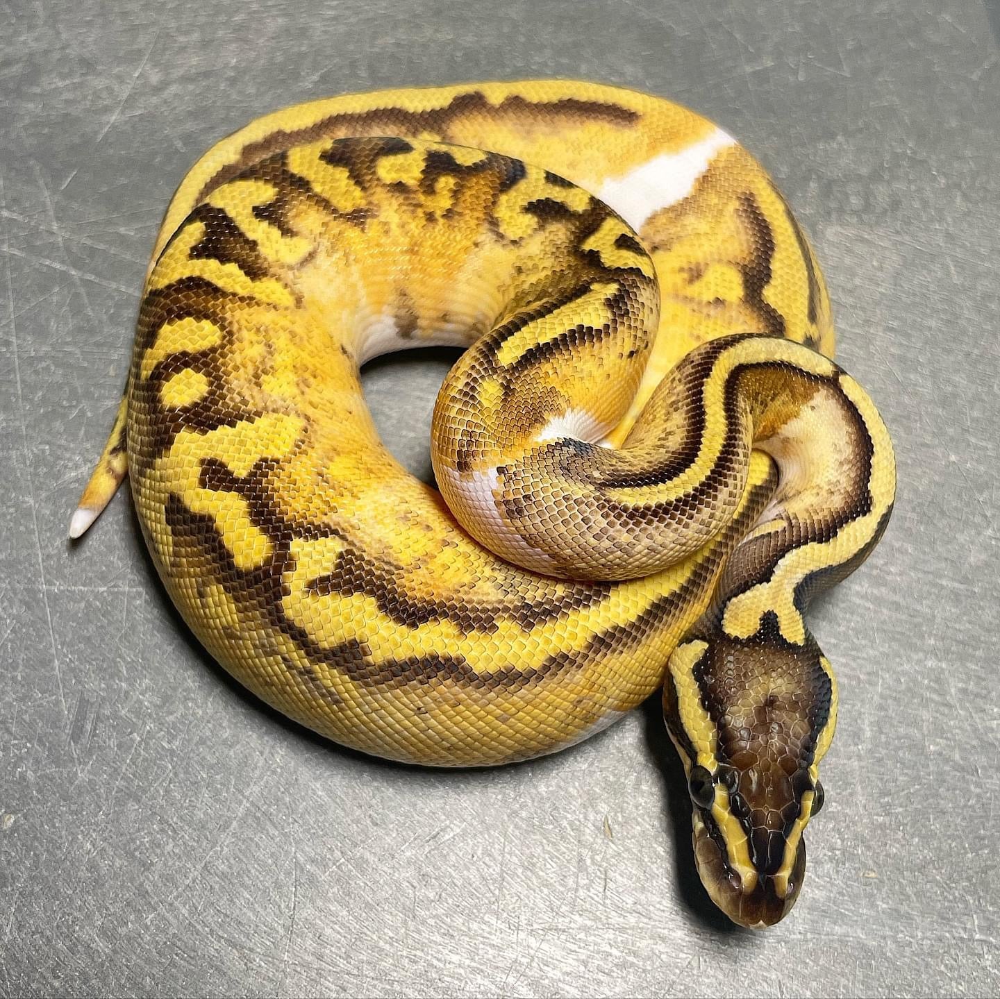 Enchi Killer Pied Female Ball Python