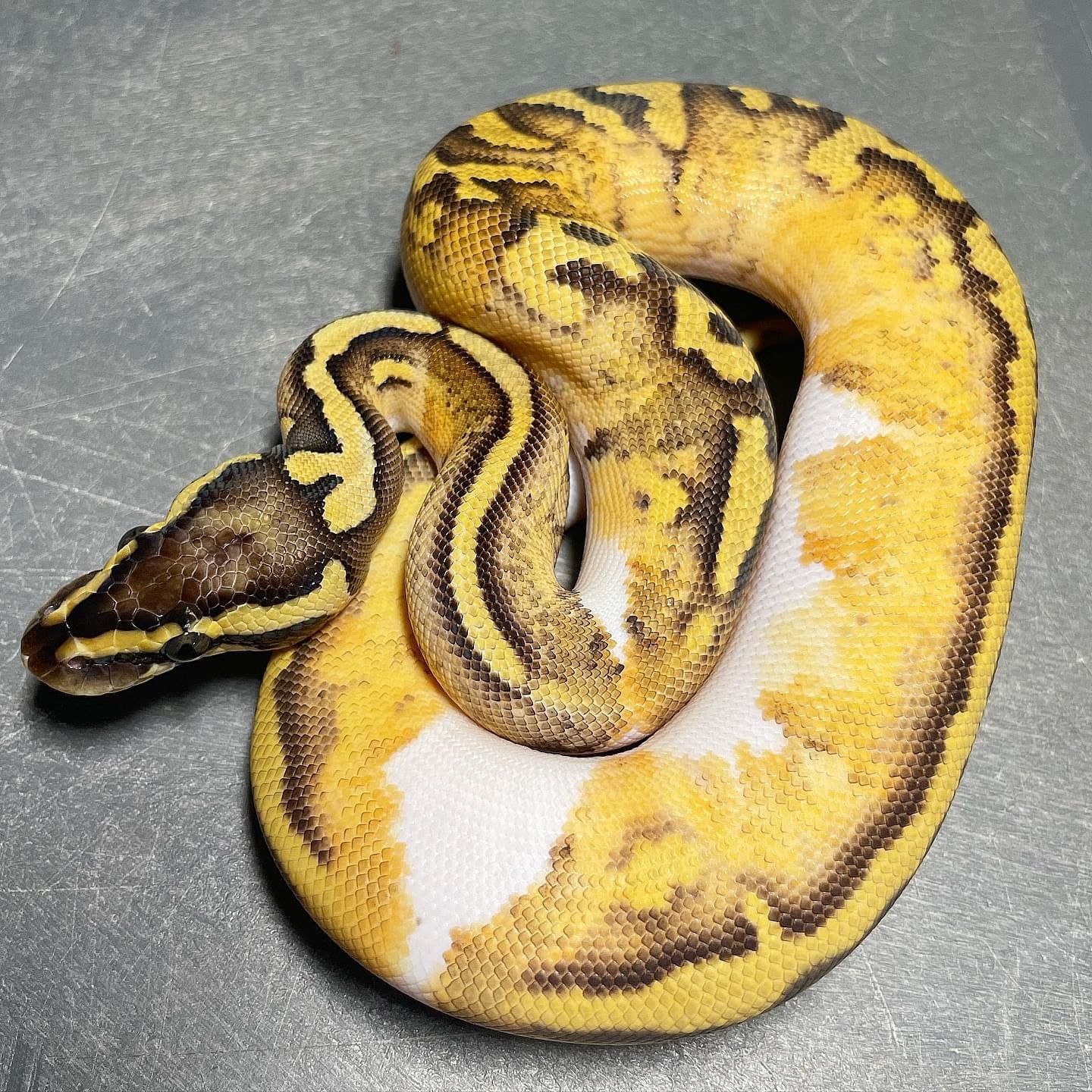 Enchi Killer Pied Female Ball Python