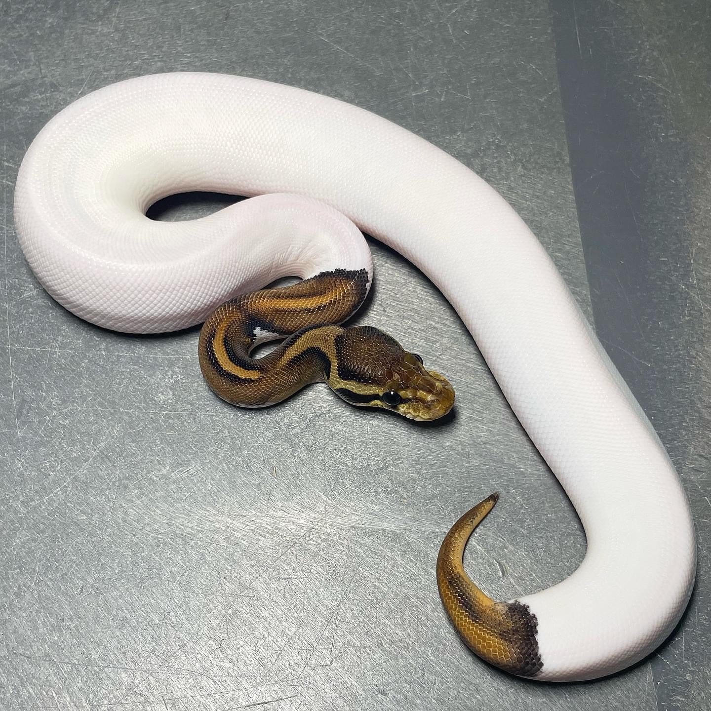 Yellowbelly Cinnamon Pied Female Ball Python