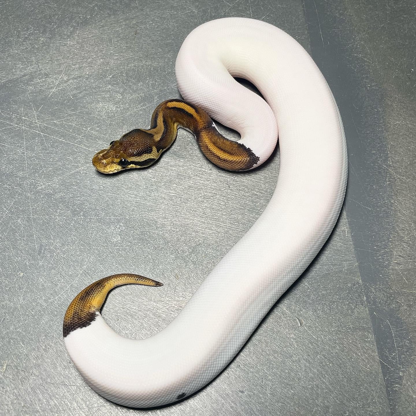 Yellowbelly Cinnamon Pied Female Ball Python – Trademark Exotics