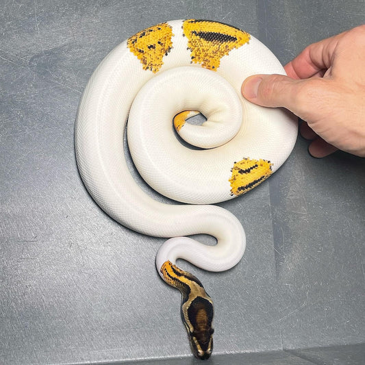 Orange Dream Yellowbelly Pied Female Ball Python