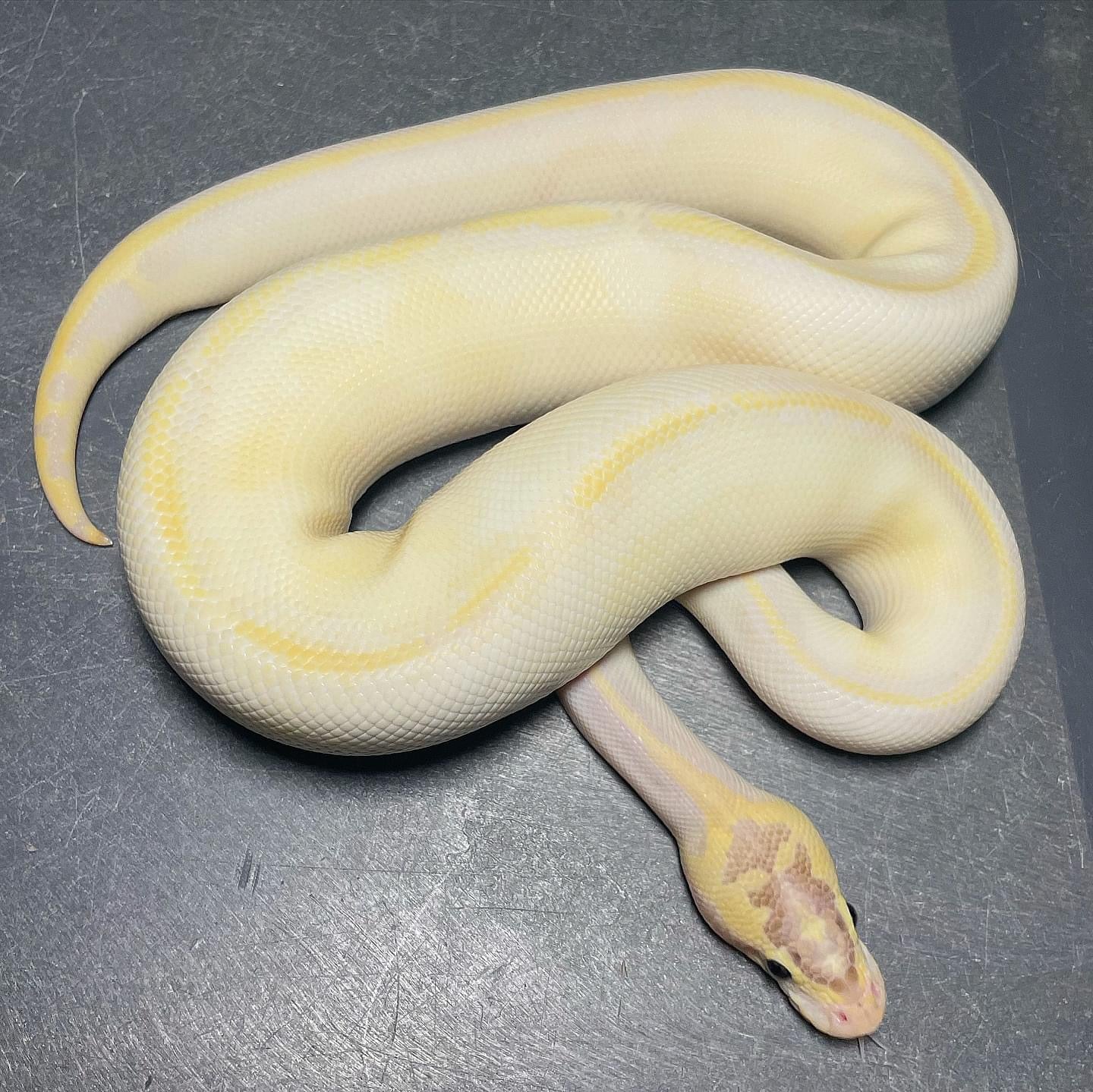 Ivory Pastel Enchi Het Pied Male Ball Python