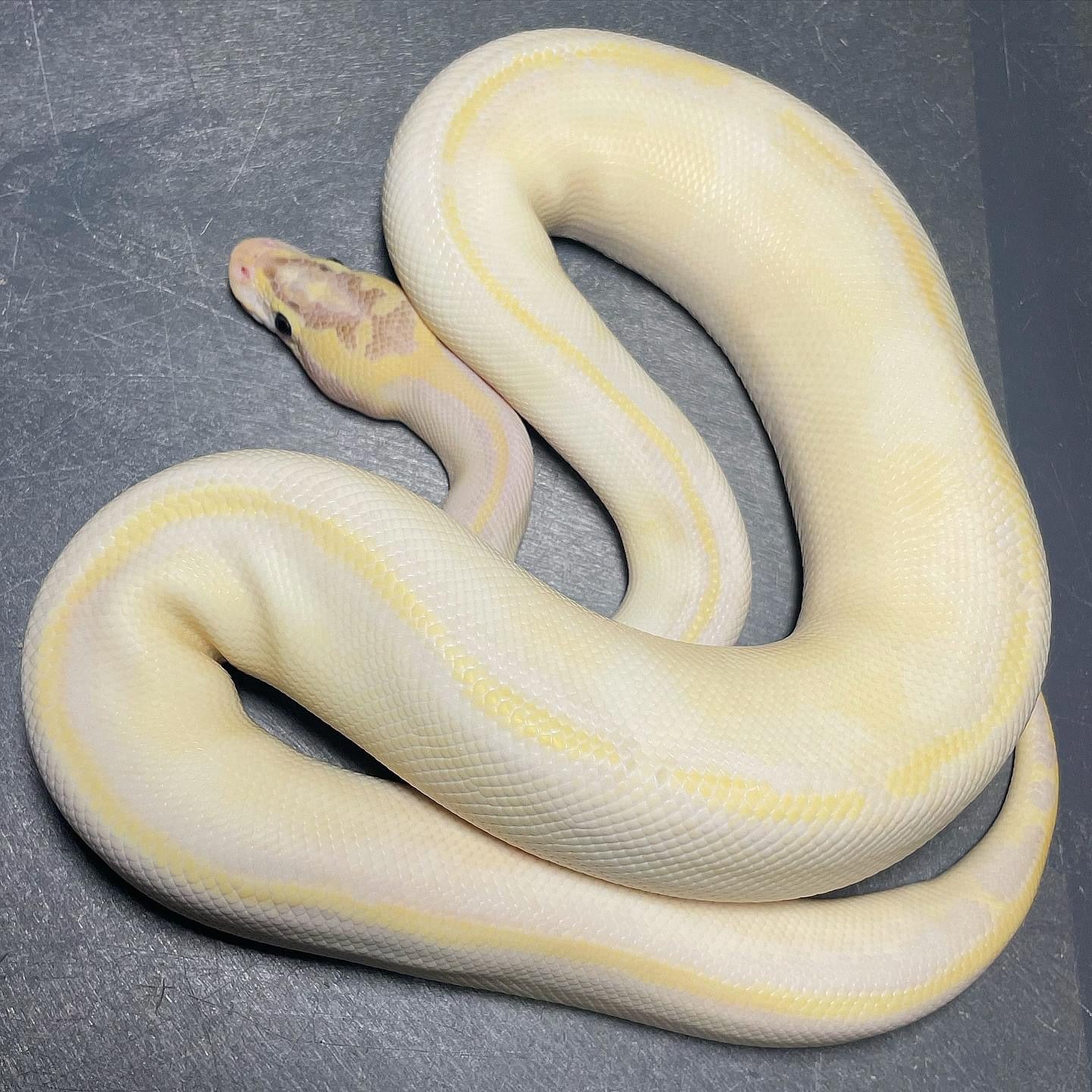 Ivory Pastel Enchi Het Pied Male Ball Python