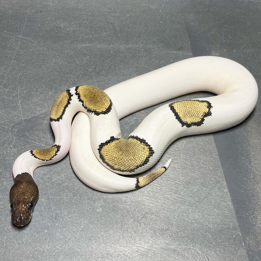 Mojave Pied pos. GHI Female Ball Python