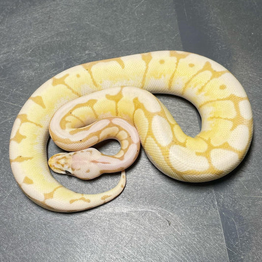 Banana Bumblebee 50% Het Pied Male Ball Python