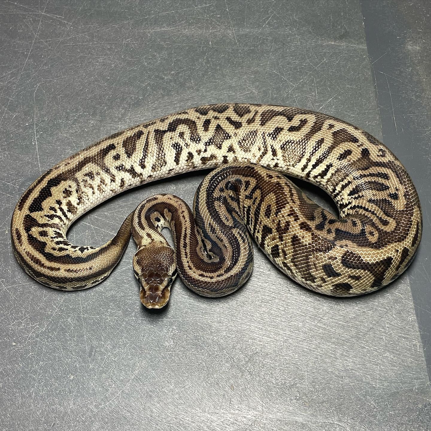 (Super) Leopard Pastel HRA Het Pied Female Ball Python