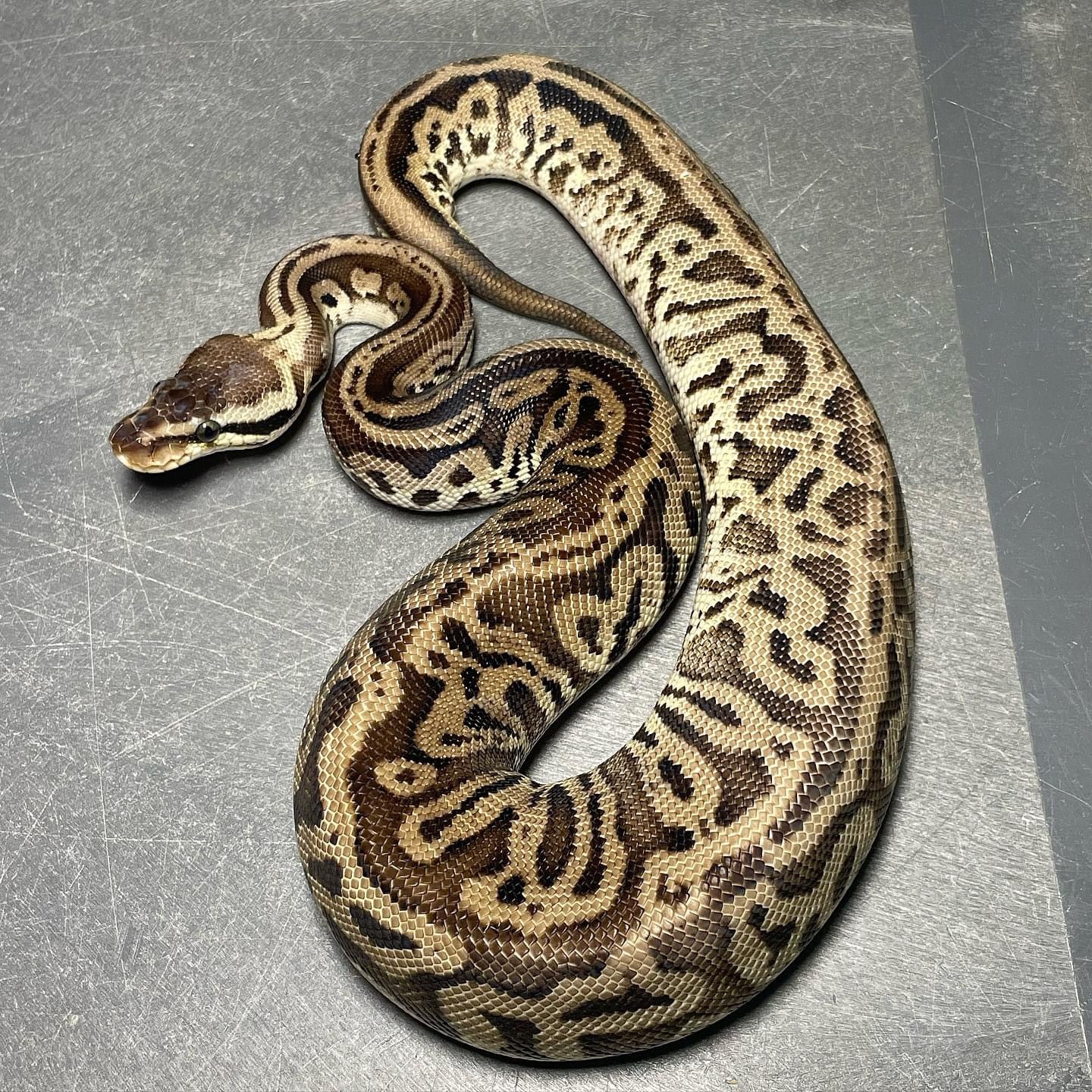 (Super) Leopard Pastel HRA Het Pied Female Ball Python