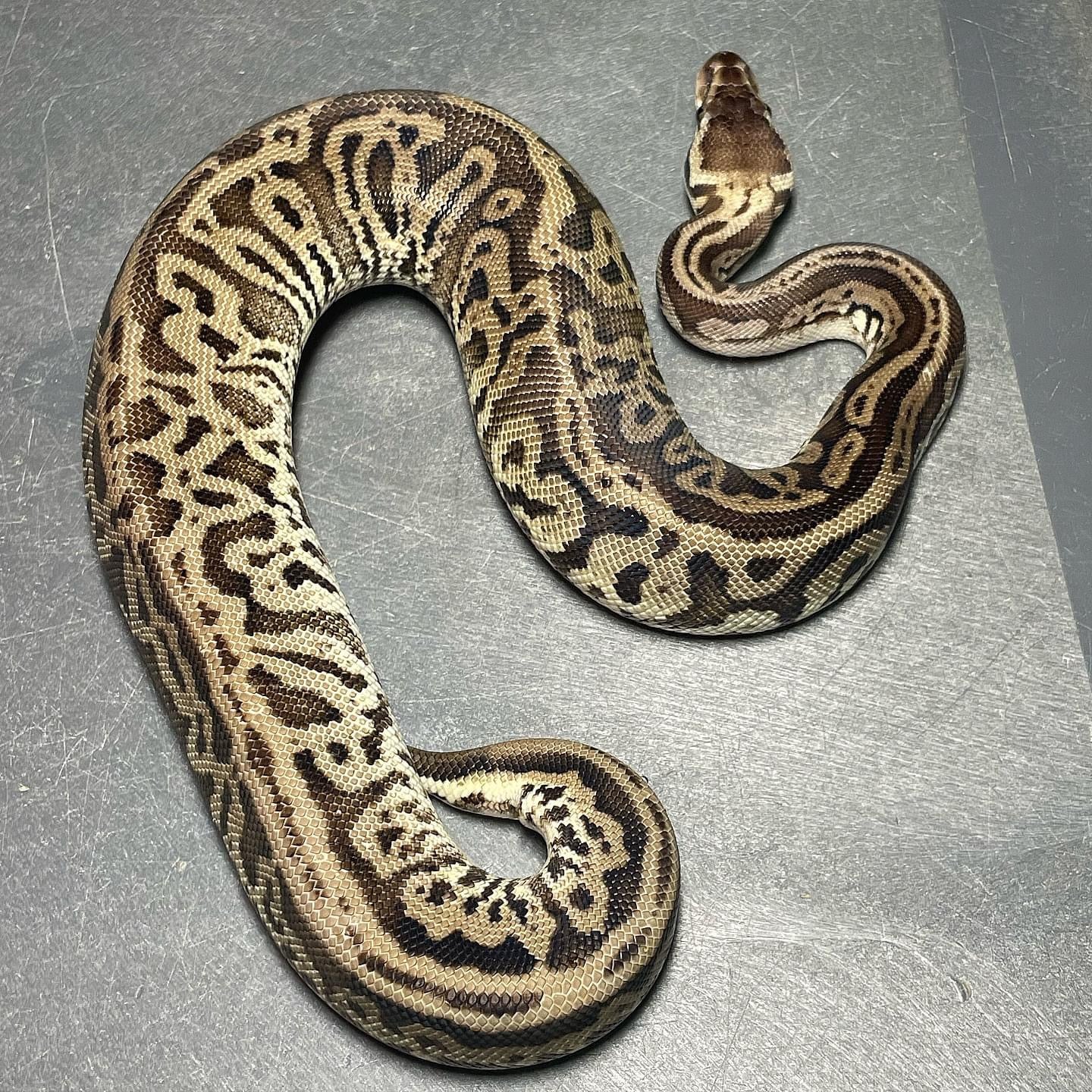 (Super) Leopard Pastel HRA Het Pied Female Ball Python