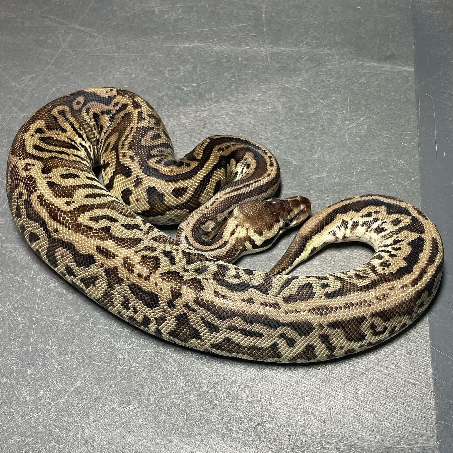 (Super) Leopard Pastel HRA Het Pied Female Ball Python