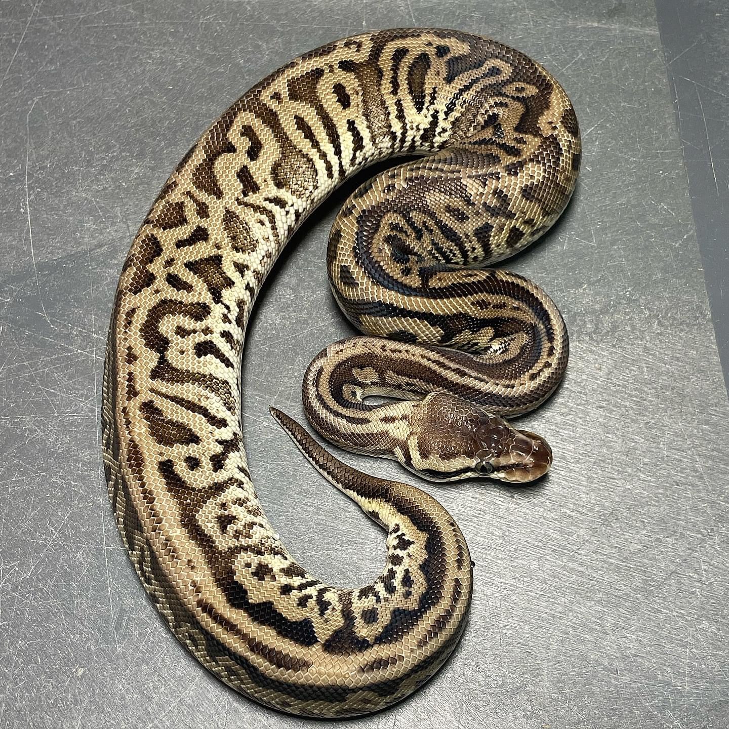 (Super) Leopard Pastel HRA Het Pied Female Ball Python