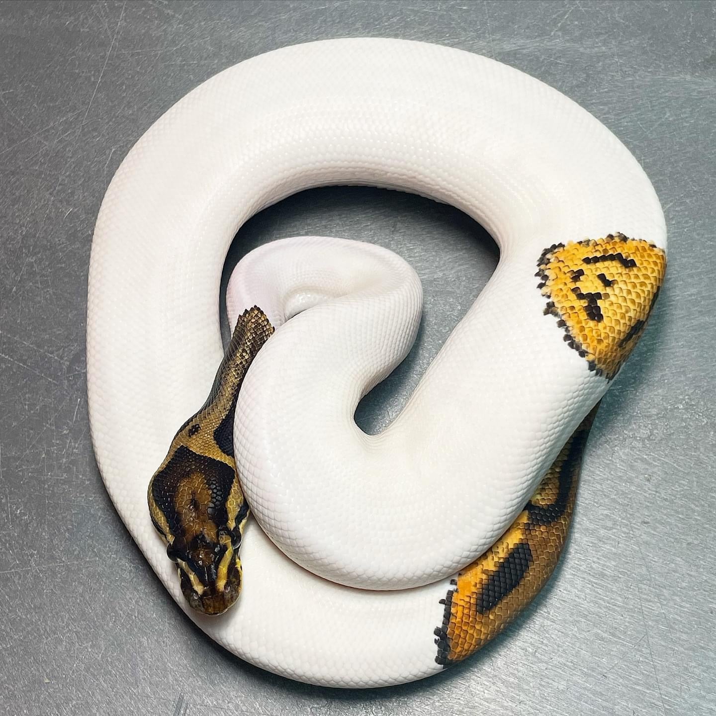 Orange Dream Yellowbelly Leopard Pied Male