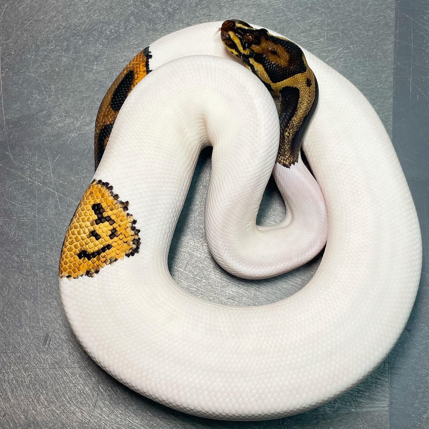 Orange Dream Yellowbelly Leopard Pied Male