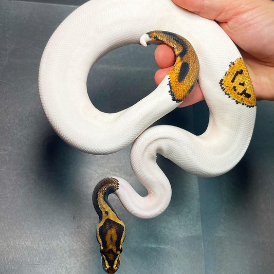 Orange Dream Yellowbelly Leopard Pied Male