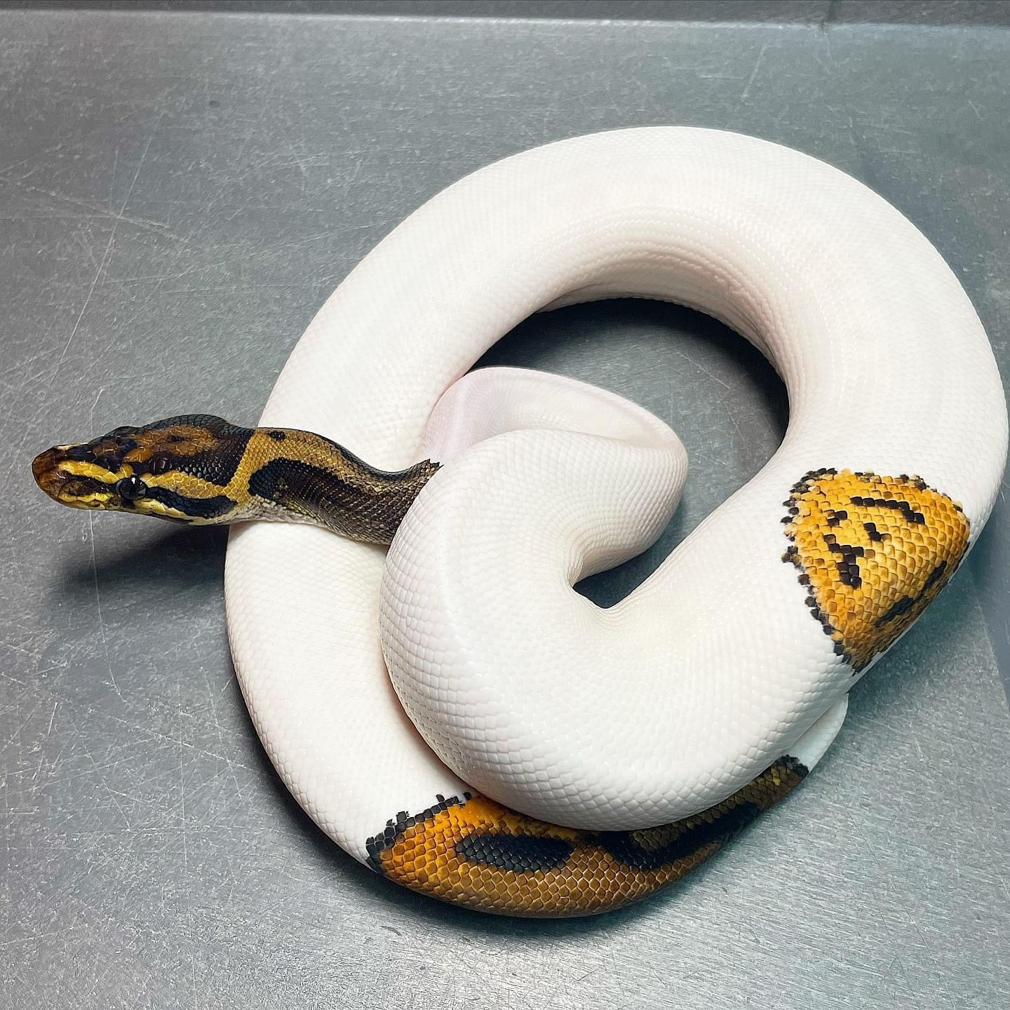 Orange Dream Yellowbelly Leopard Pied Male