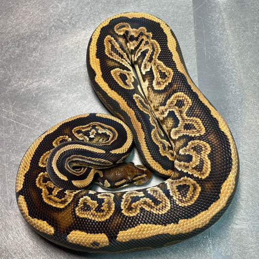 Black Pastel Double Het Candy Pied Female sub-adult