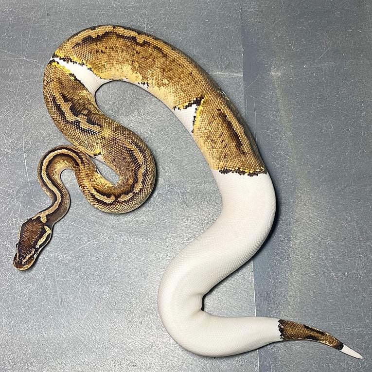 Pastel Pied Het Lavender Albino Female Ball Python