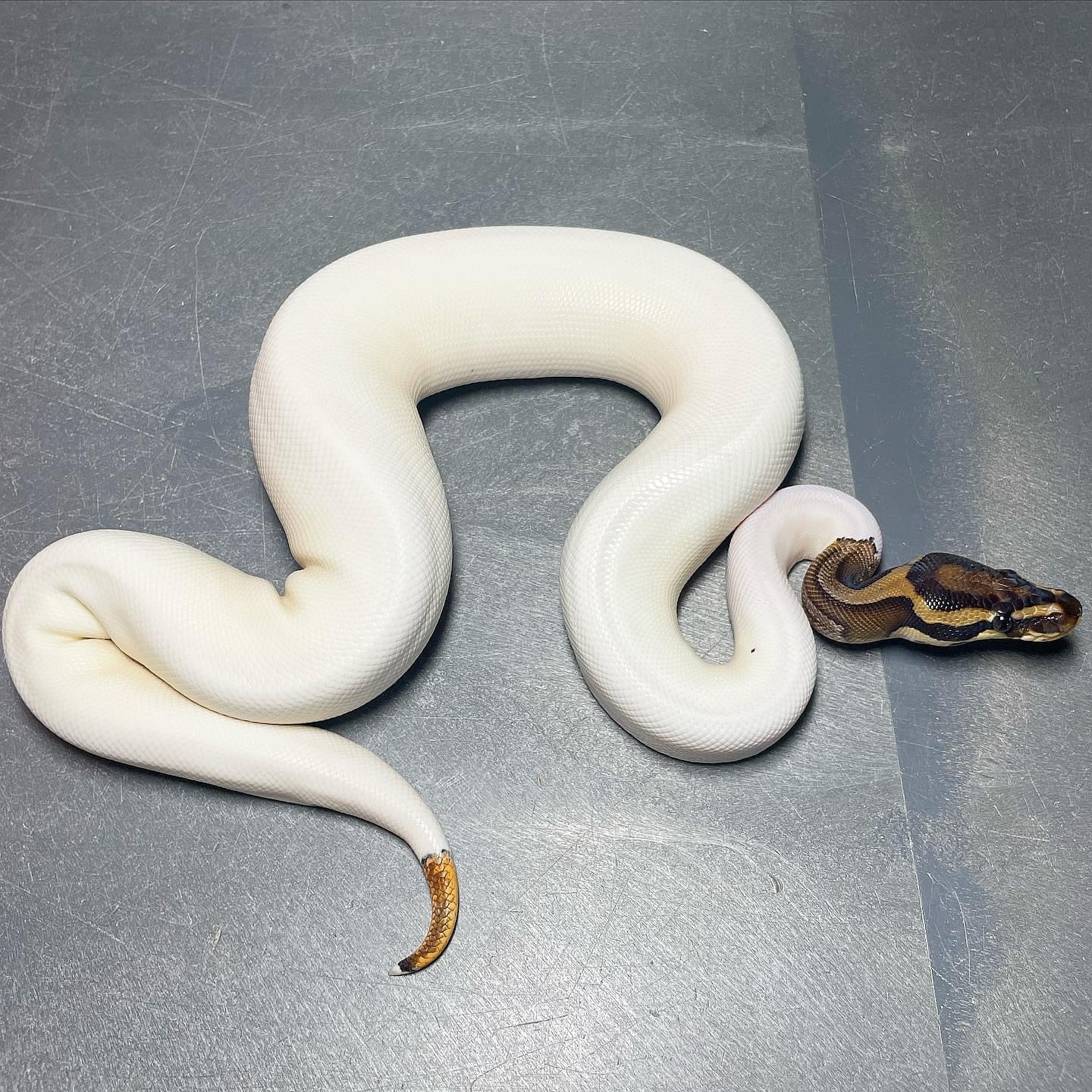 Orange Dream Leopard Pied Female Ball Python