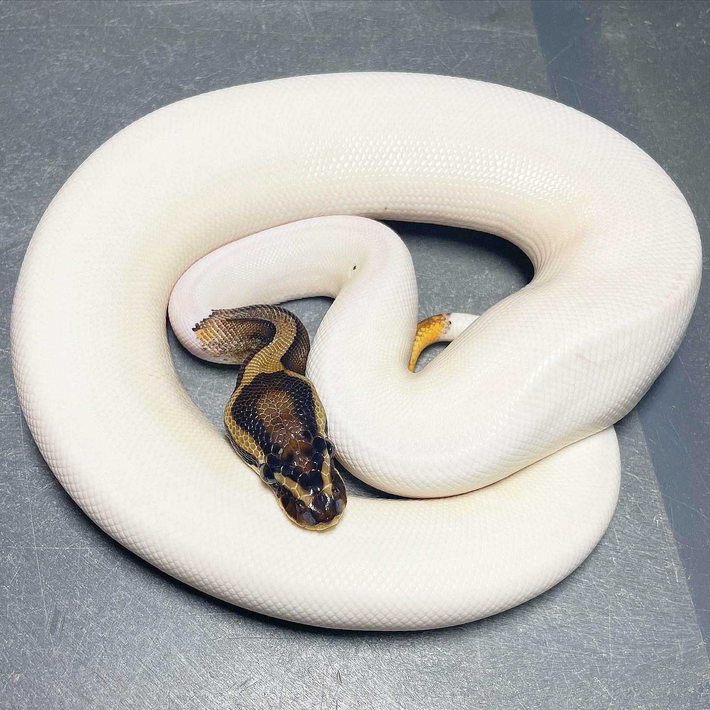 Orange Dream Leopard Pied Female Ball Python