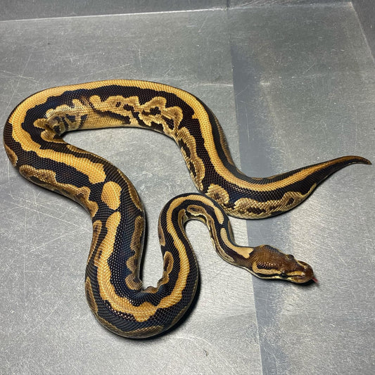 Black Pastel Double Het Candy Pied Female Ball Python