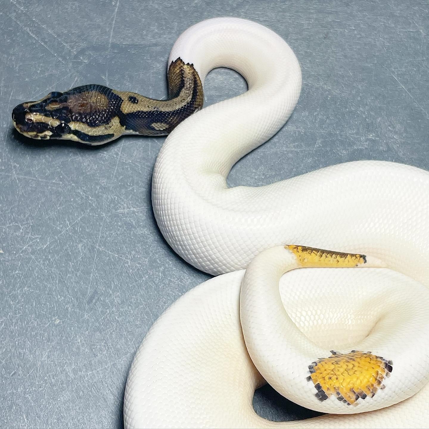 Orange Dream Leopard Yellowbelly Pied Female Ball Python