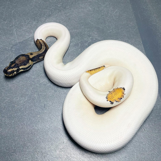 Orange Dream Leopard Yellowbelly Pied Female Ball Python