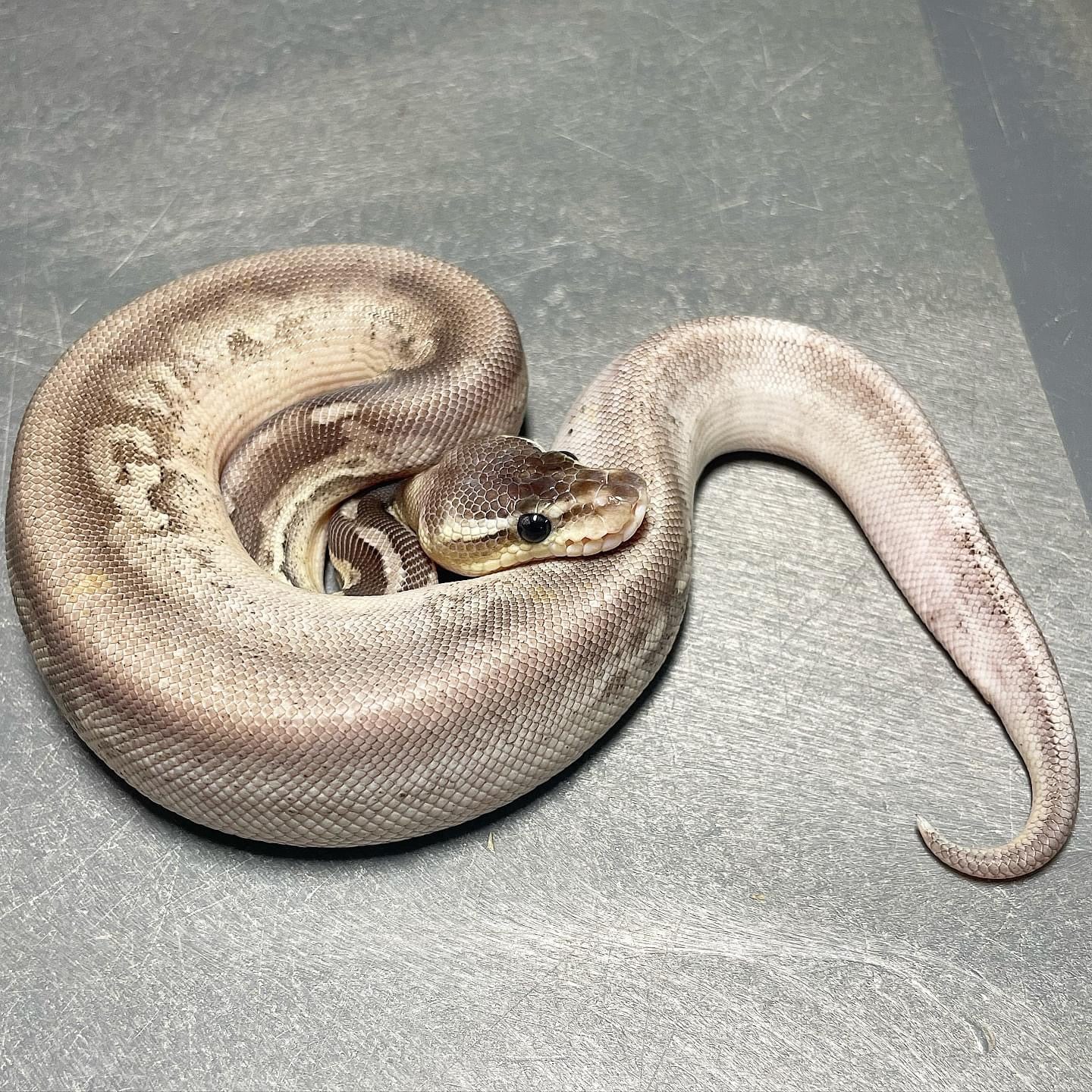 Sandblast Sterling Het Pied Male Ball Python