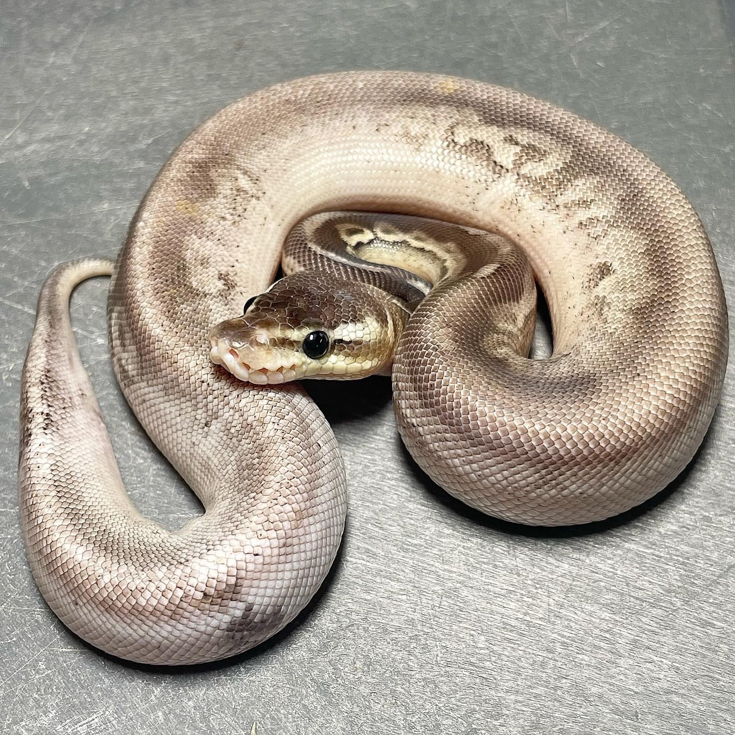 Sandblast Sterling Het Pied Male Ball Python