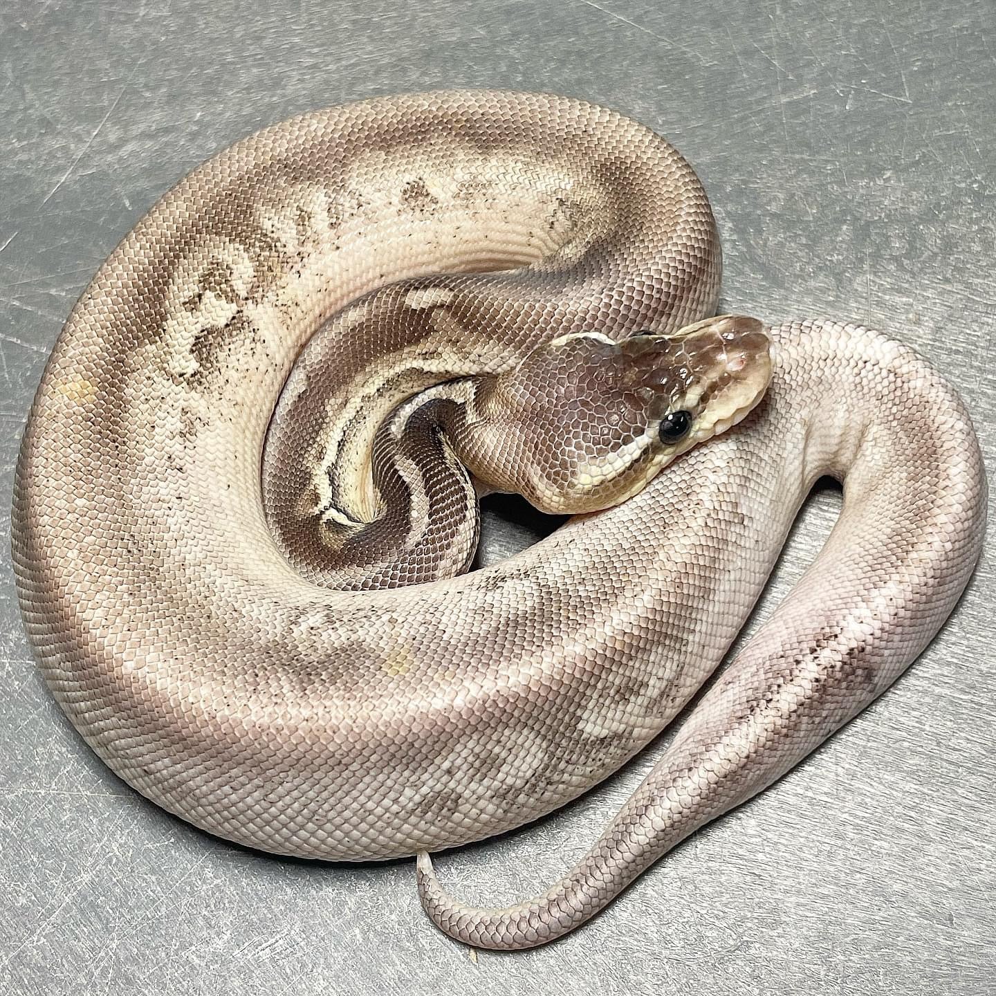 Sandblast Sterling Het Pied Male Ball Python