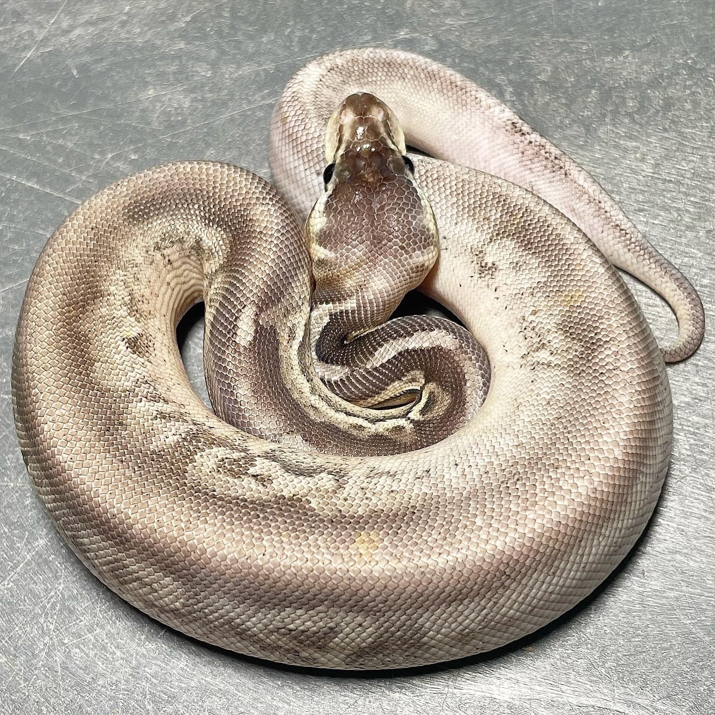 Sandblast Sterling Het Pied Male Ball Python