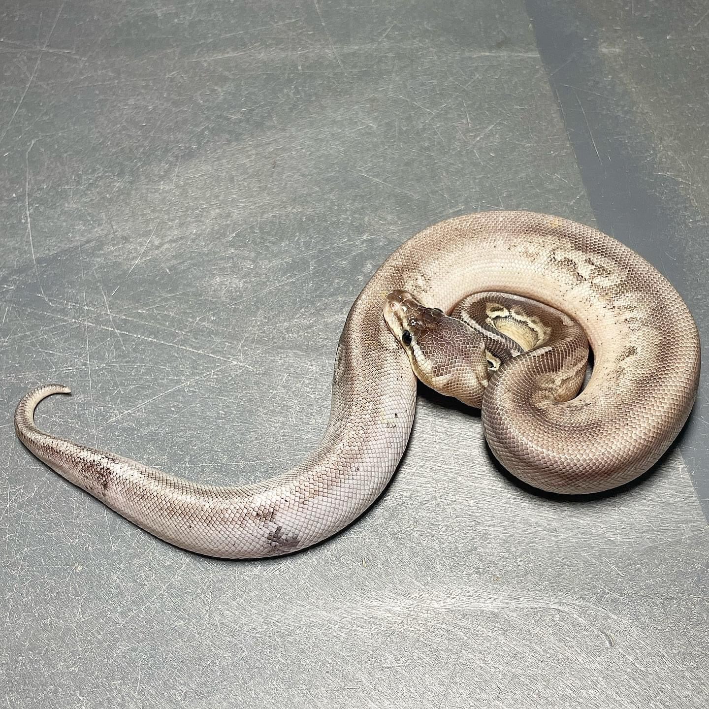 Sandblast Sterling Het Pied Male Ball Python