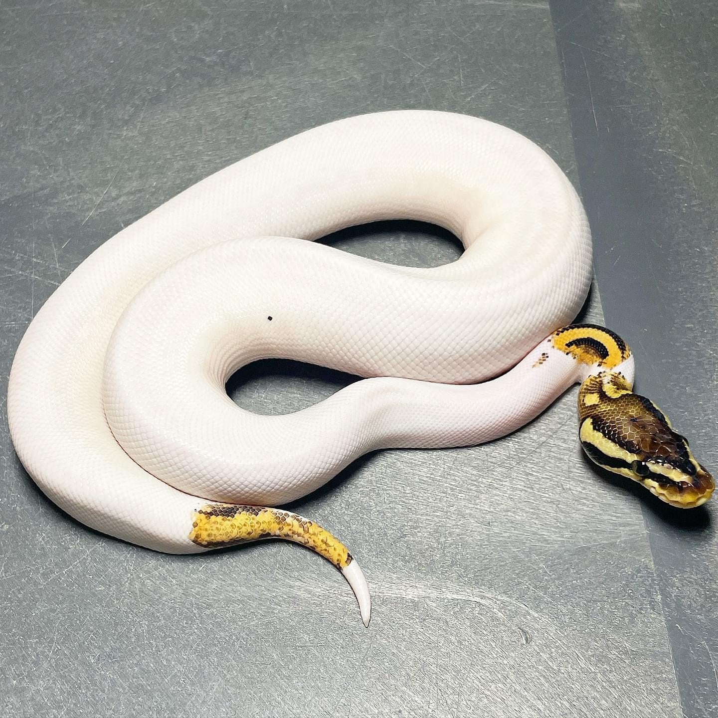 Orange Dream Yellowbelly Pied 50% Het Albino Female Ball Python