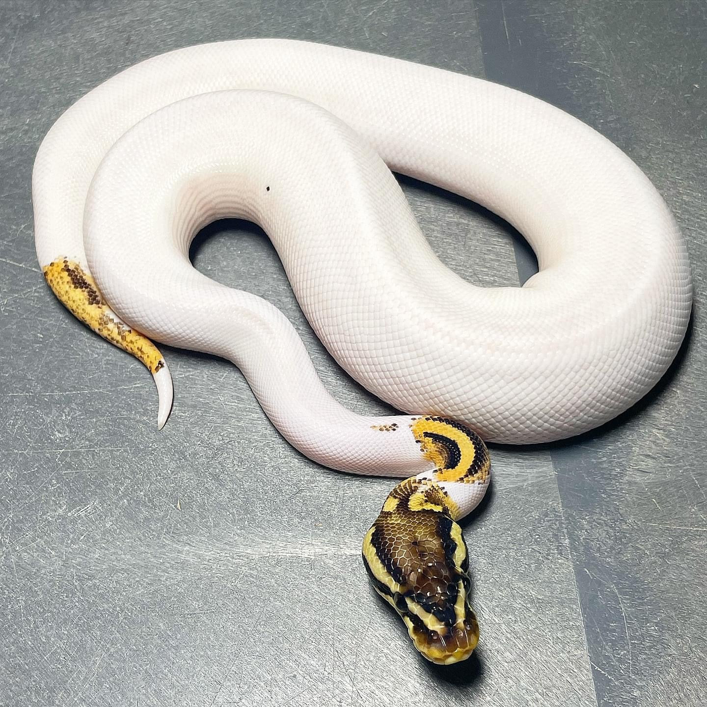 Orange Dream Yellowbelly Pied 50% Het Albino Female Ball Python