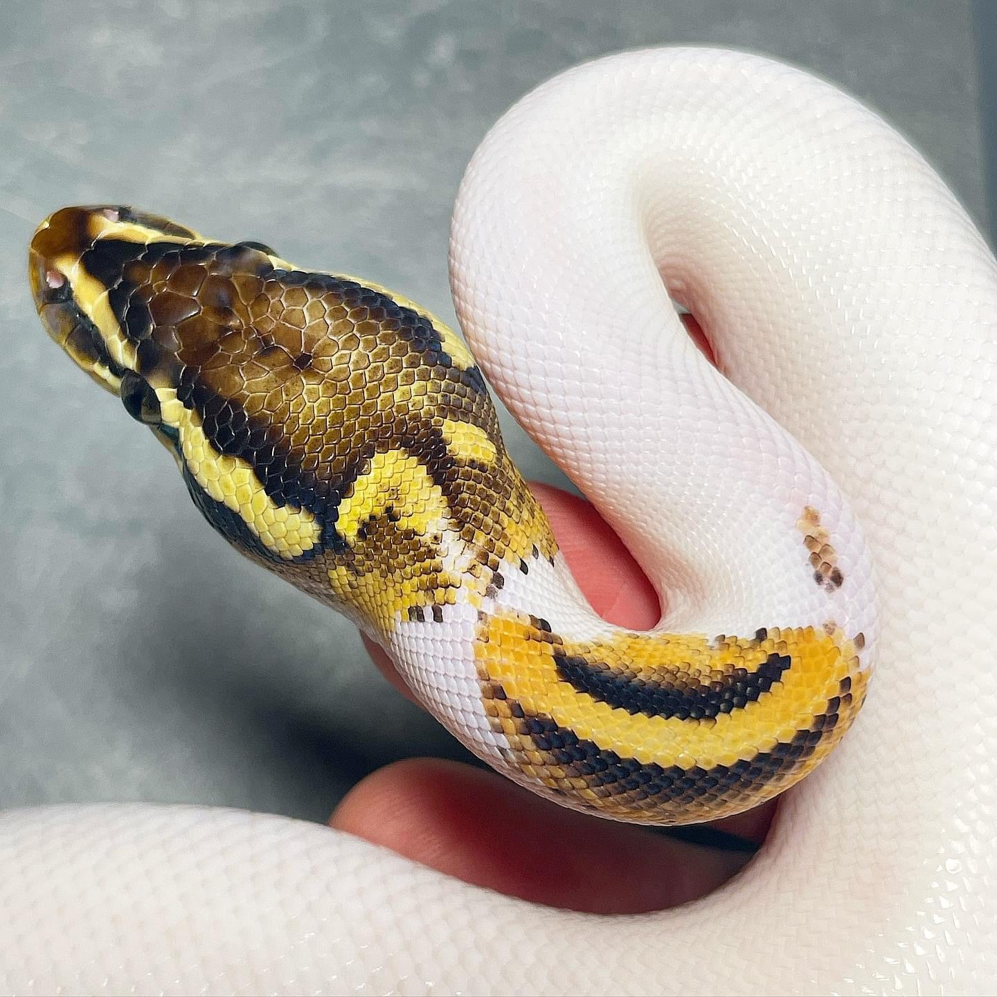 Orange Dream Yellowbelly Pied 50% Het Albino Female Ball Python