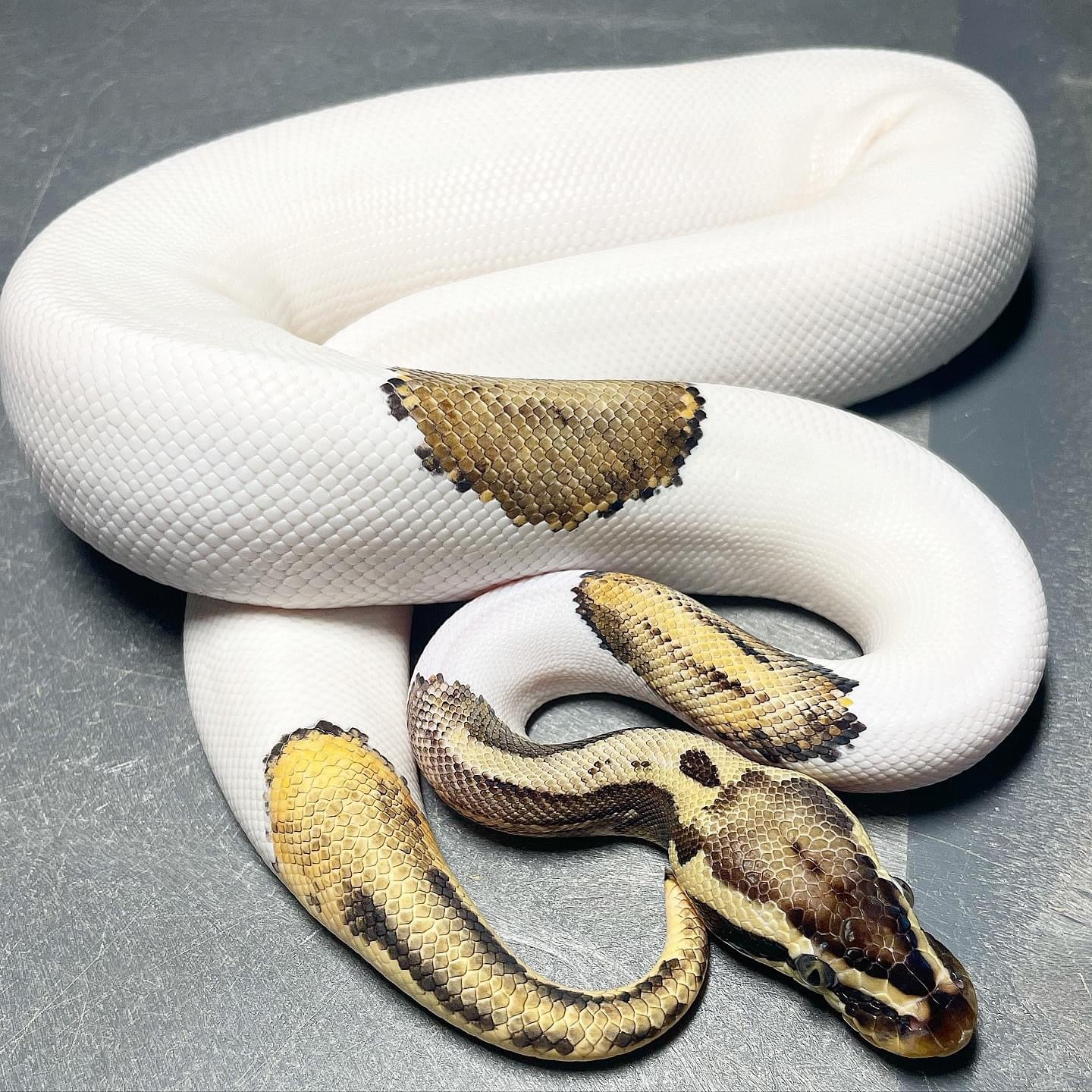 Killer Leopard Pied Male Ball Python