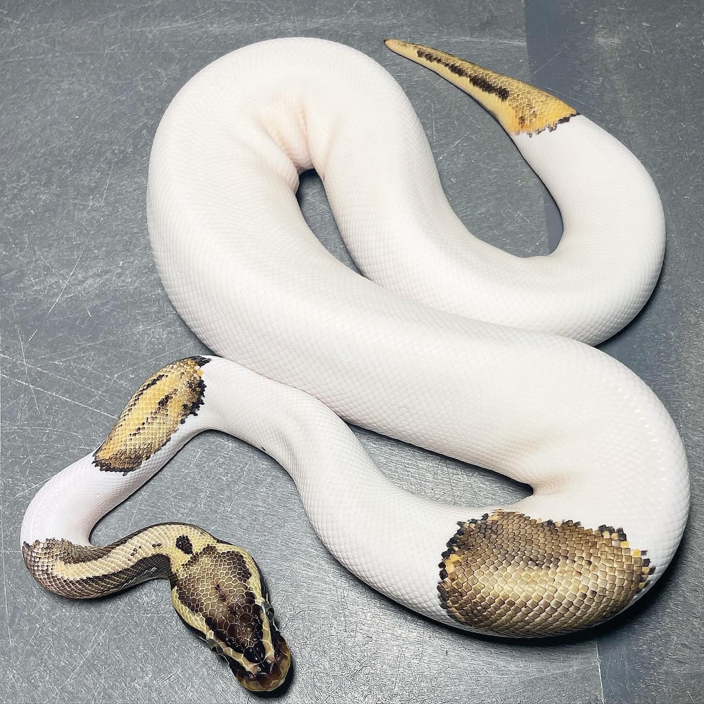 Killer Leopard Pied Male Ball Python