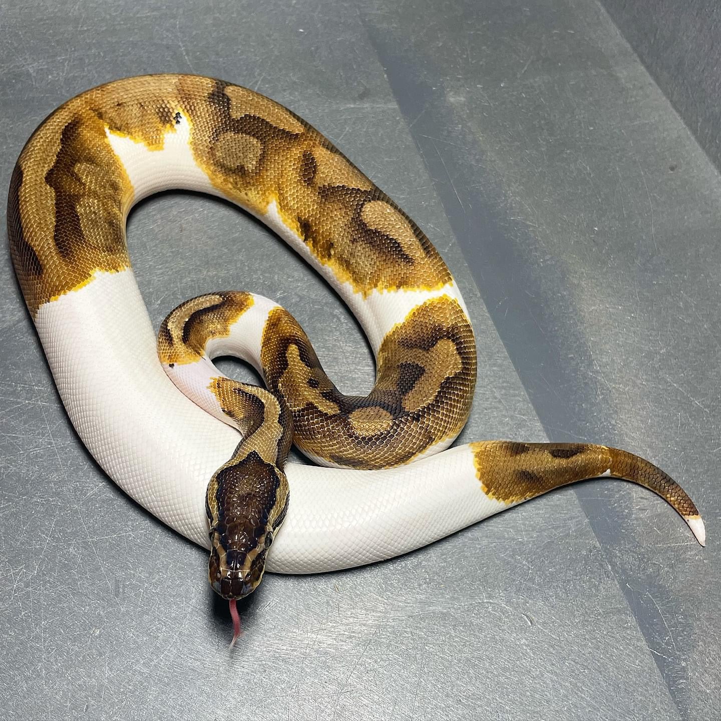 Enchi Pied Female Ball Python