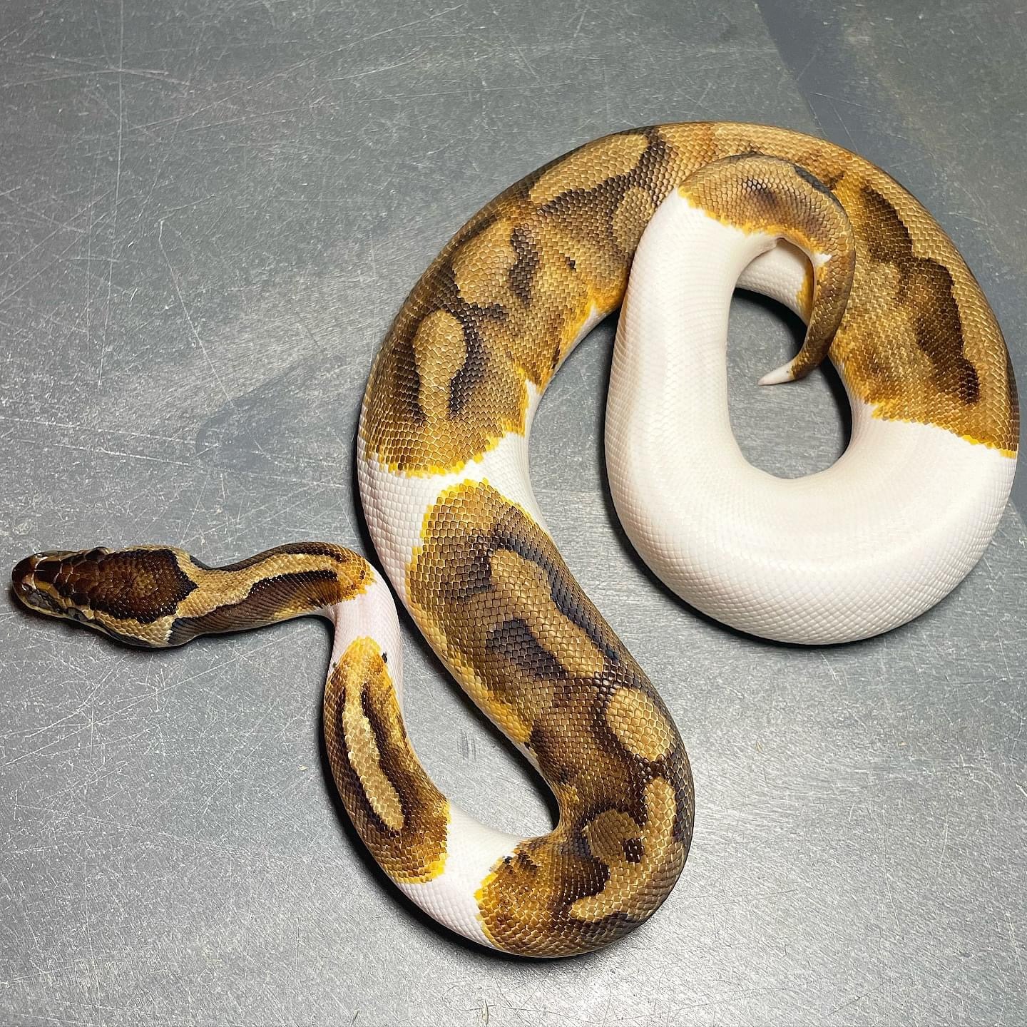 Enchi Pied Female Ball Python