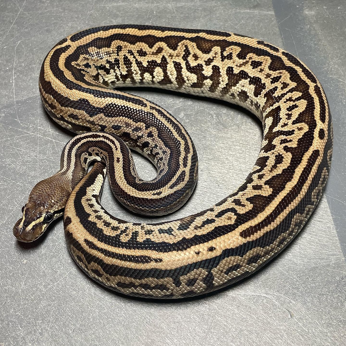 Leopard Red Axanthic Het Pied Male Ball Python