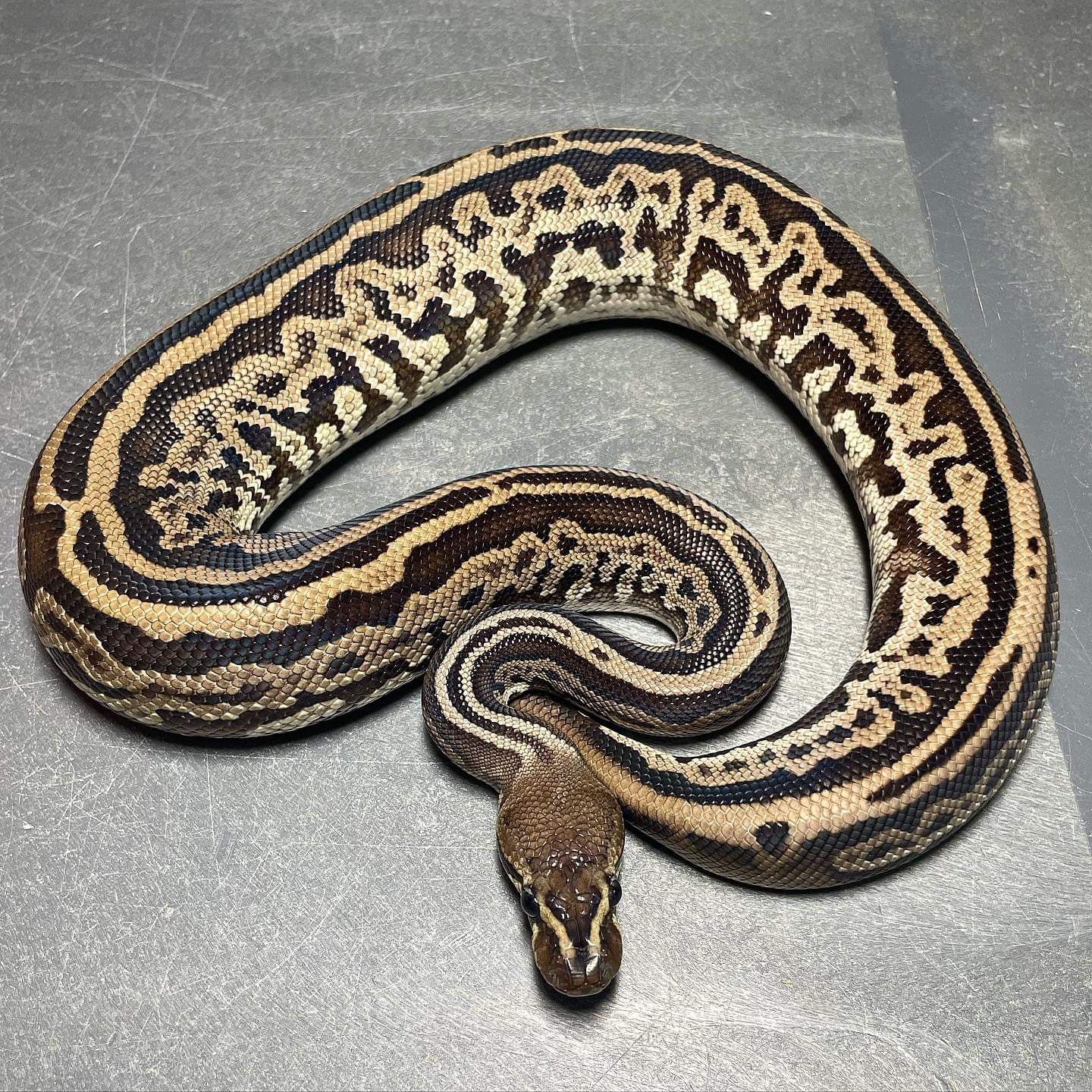 Leopard Red Axanthic Het Pied Male Ball Python