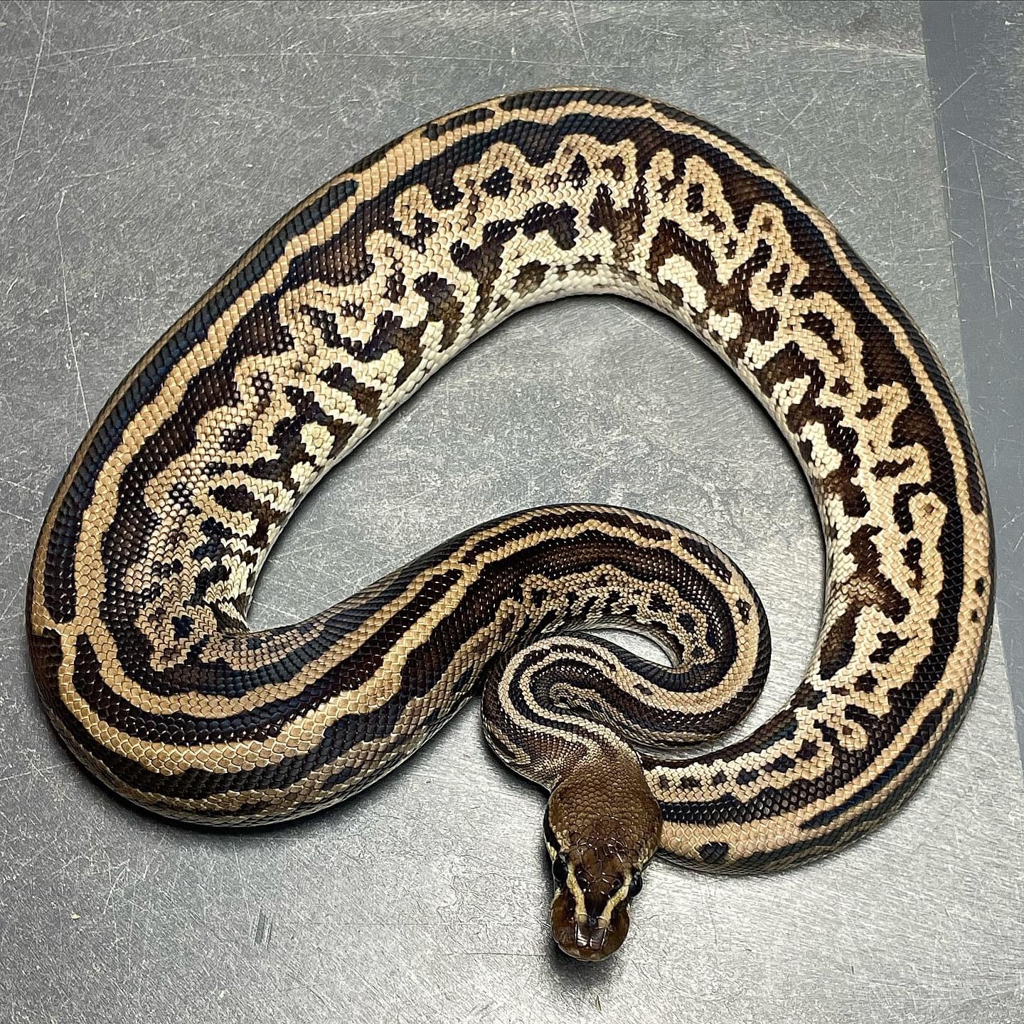 Leopard Red Axanthic Het Pied Male Ball Python