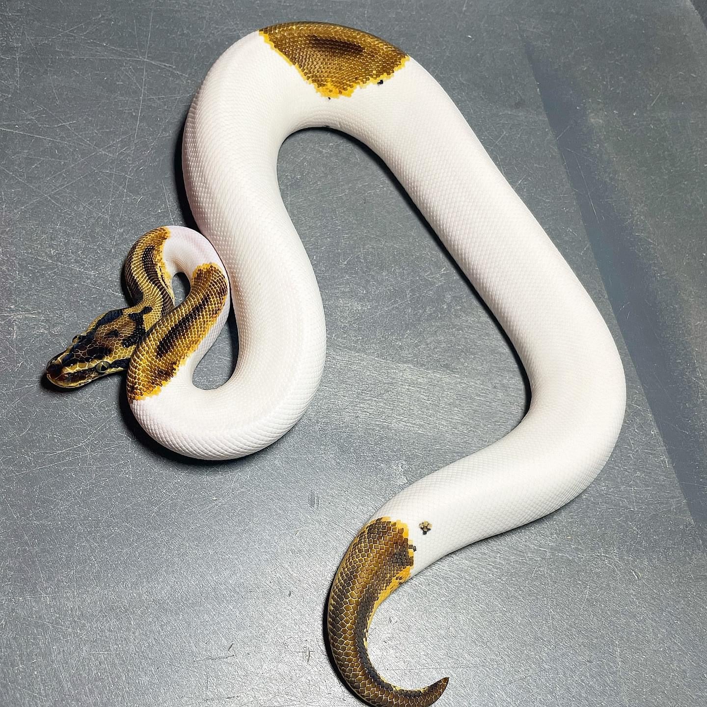 Leopard Pastel Enchi Pied Male Ball Python