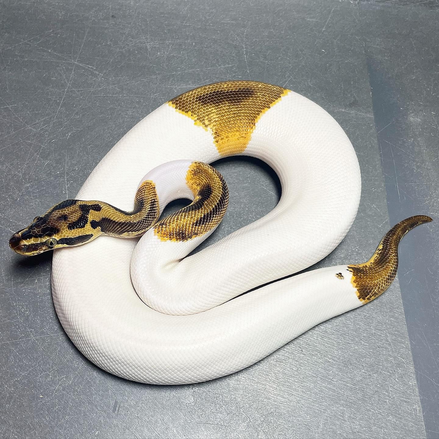 Leopard Pastel Enchi Pied Male Ball Python