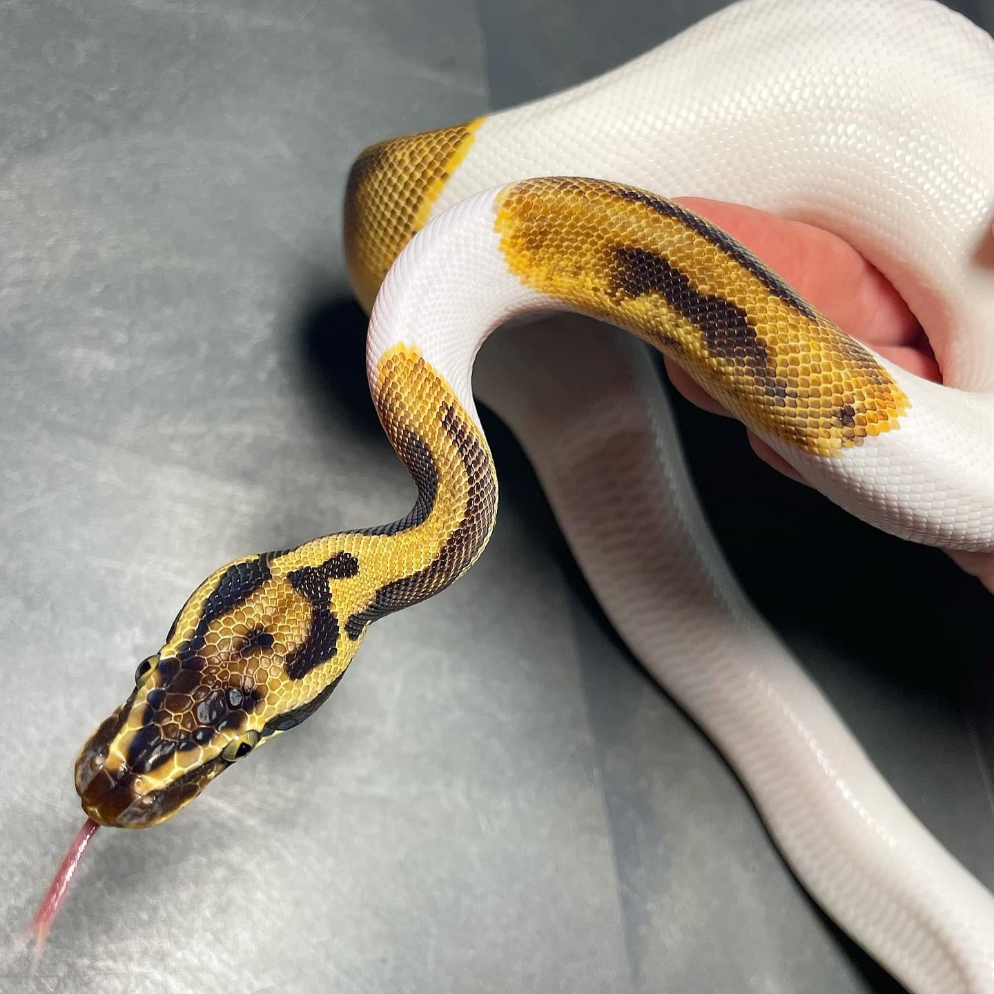 Leopard Pastel Enchi Pied Male Ball Python