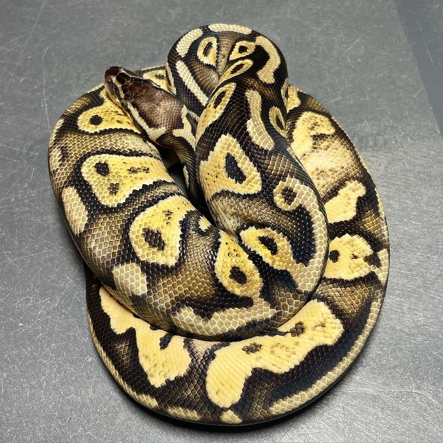 Sandblast Super Pastel Het Pied Female Ball Python