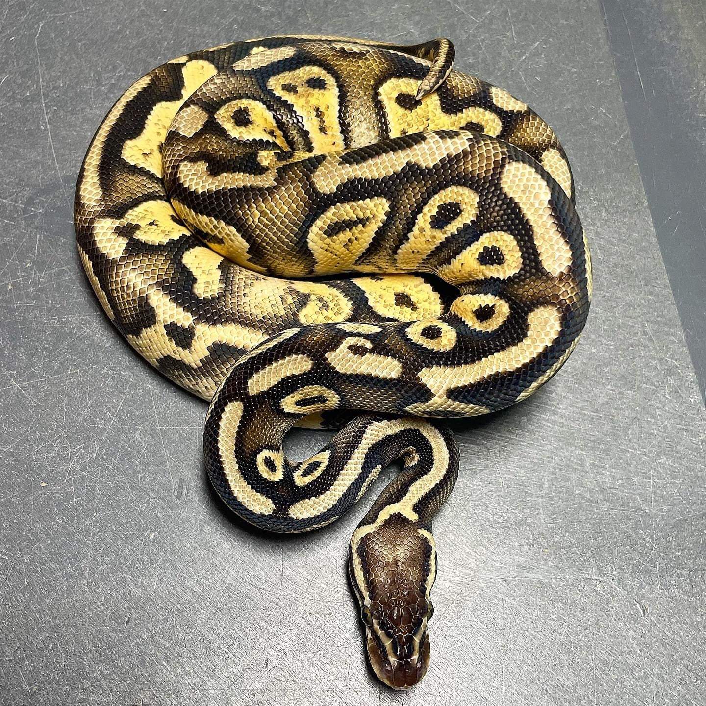 Sandblast Super Pastel Het Pied Female Ball Python