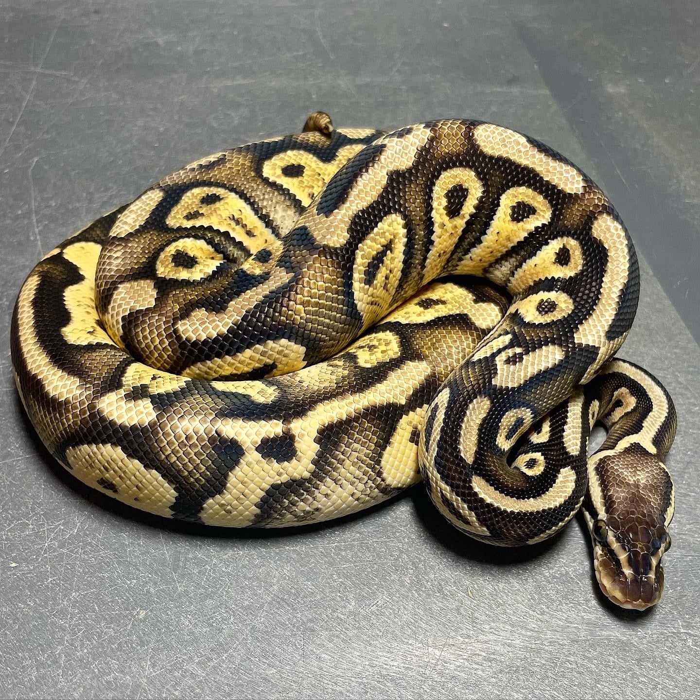 Sandblast Super Pastel Het Pied Female Ball Python