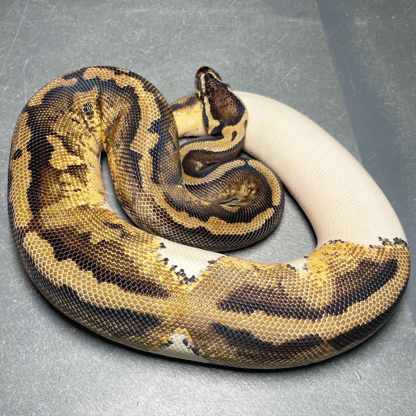 Pastel Pied Female Ball Python