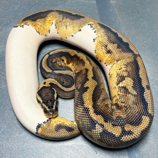 Pastel Pied Female Ball Python